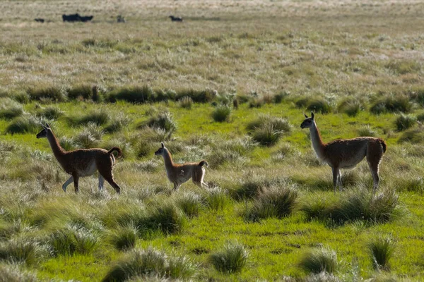 Guanacos Medio Ambiente Pastizales Pampeanos Provincia Pampa Patagonia Argentina — Foto de Stock