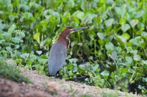 Rufescent Tiger Heron Forest Environment Pantanal Forest Mato Grosso Brazil — Stock Photo, Image