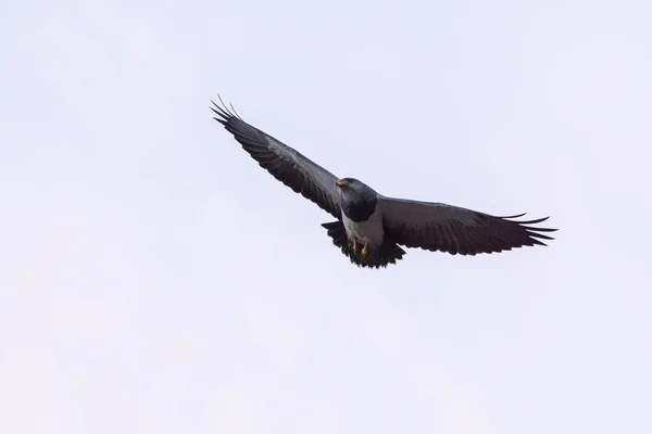 Чорний Грудистий Орел Національний Парк Торрес Дель Пайн Патагонія Чилі — стокове фото