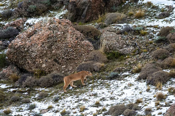 Puma dağda yürüyor, Torres del Paine Ulusal Parkı, Patagonya, Şili.