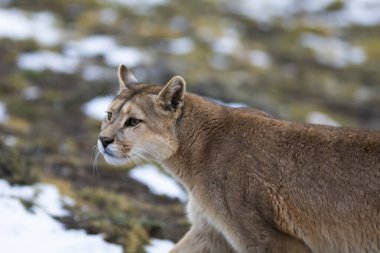 Puma dağda yürüyor, Torres del Paine Ulusal Parkı, Patagonya, Şili.