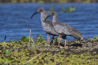Tesisatlı aynak, Theristicus caerulescens, Pantanal, Mato Grosso, Brezilya.