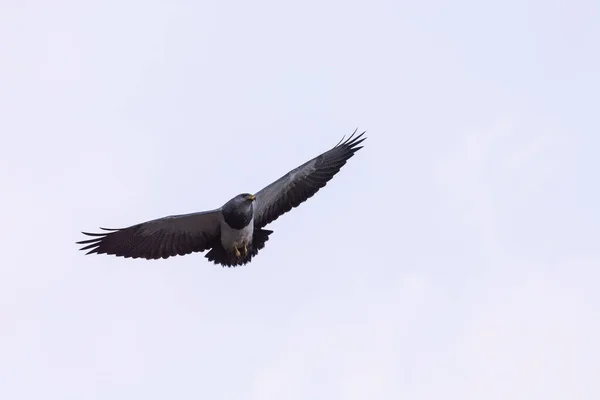 智利巴塔哥尼亚Torres Del Paine国家公园黑胸鹰 — 图库照片
