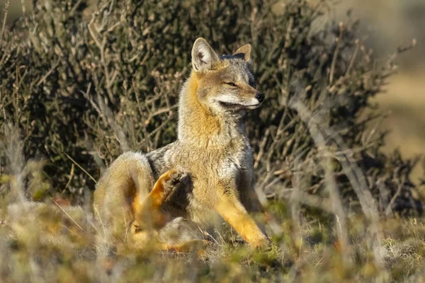 Patagonia Grey Fox Pseudalopex Griseus Torres Del Paine National Park — стоковое фото