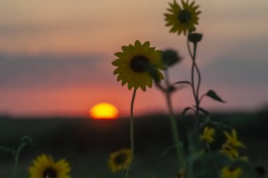 Yarı çölde vahşi çiçekler, Calden Ormanı, La Pampa Arjantin