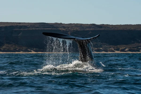 stock image Sohutern right whale tail,Peninsula Valdes, Chubut, Patagonia,Argentina