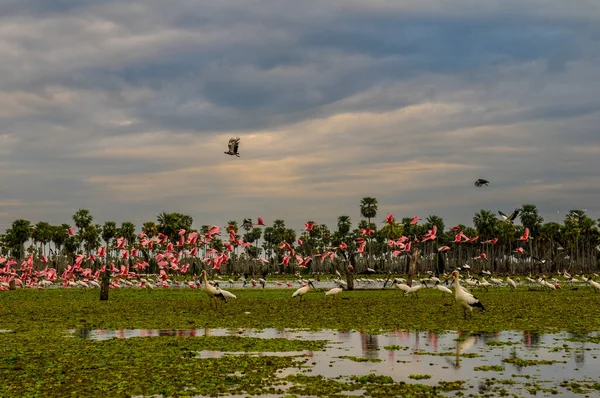 Birds Flock Landscape Estrella Marsh Formosa Province Argentina — Stock Photo, Image