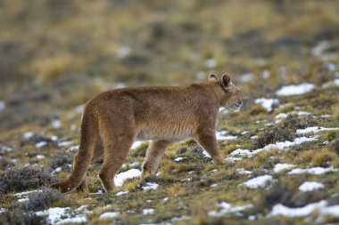 Puma dağda yürüyor, Torres del Paine Ulusal Parkı, Patagonya, Şili.