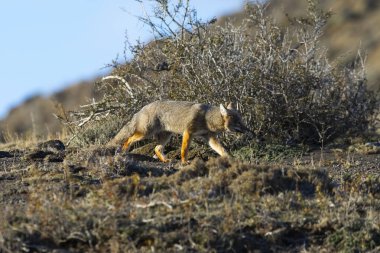 Patagonya Grey Fox, Pseudalopex Griseus, Torres del Paine Ulusal Parkı, Şili