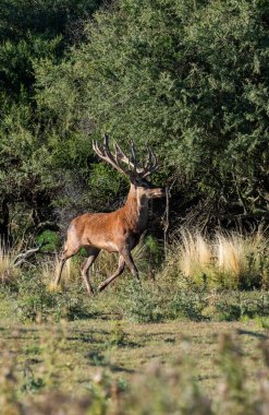 Calden Ormanı, La Pampa, Arjantin, Parque Luro, Doğa Koruma Alanı