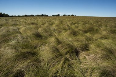 Pampas çim arazisi, La Pampa ili, Patagonya, Arjantin.