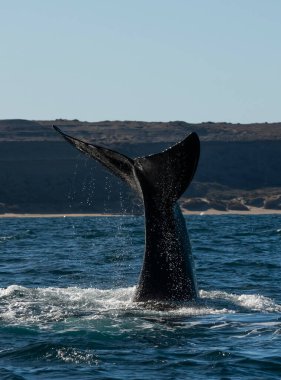 Sohutern sağ balina kuyruğu, Yarımada Valdes, Chubut, Patagonya, Arjantin