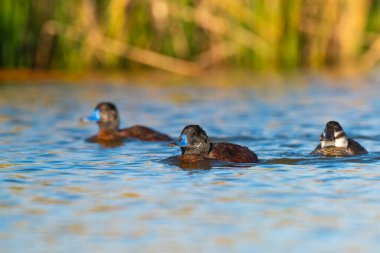 Lake Duck in Pampas Lagoon environment, La Pampa Province, Patagonia , Argentina.