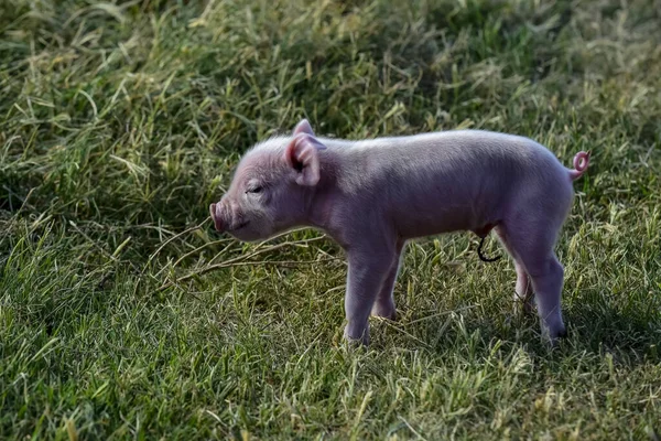 Piglet Newborn Baby Farm Landscape — Stock Photo, Image