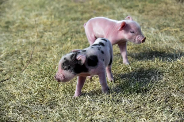 小猪新生儿 在农场里 — 图库照片
