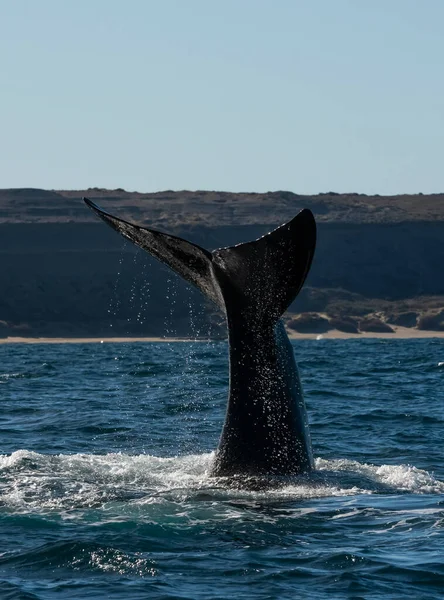 Sohutern Queue Baleine Noire Péninsule Valdes Chubut Patagonie Argentine — Photo