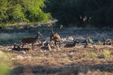 Kızıl geyik, La Pampa 'da kükreyen erkek, Arjantin, Parque Luro, Doğa Koruma Alanı