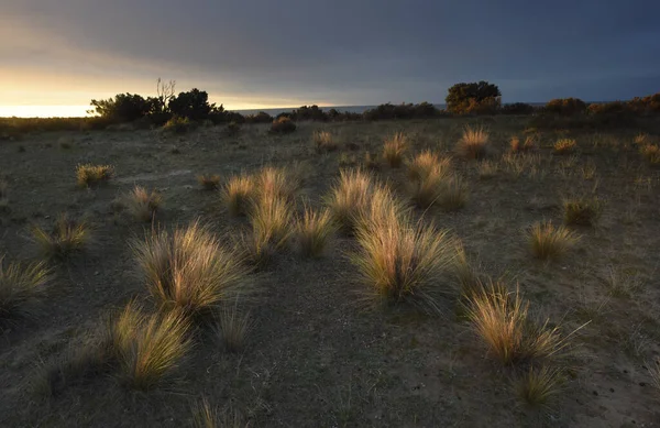 Pampas Grass Στην Ύπαιθρο Peninsula Valdes Παταγονία Αργεντινή — Φωτογραφία Αρχείου
