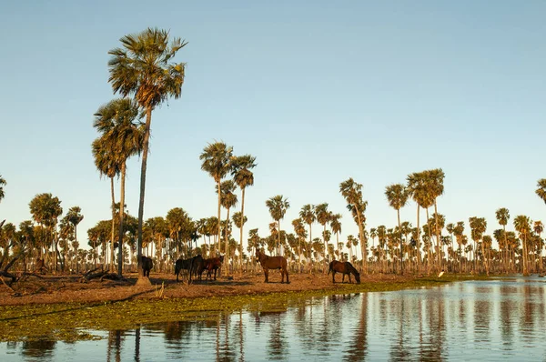 Palms Landscape Estrella Marsh Formosa Province Argentina — Stock Photo, Image