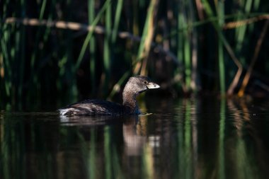 Beyaz tüylü balina yağı, La Pampa, Patagonya, Arjantin