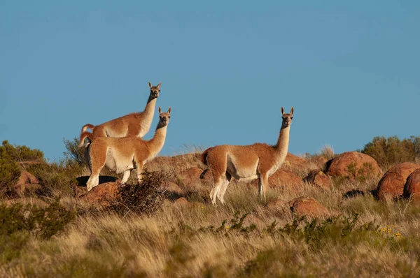 Guanacos Lihue Calel Ulusal Parkı, La Pampa, Patagonya, Arjantin.