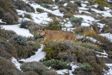 Puma dağda yürüyor, Torres del Paine Ulusal Parkı, Patagonya, Şili.