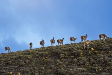 Guanacos otlatma, Torres del Paine Ulusal Parkı, Patagonya, Chil