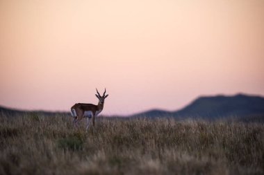 Pampas 'ta Blackbuck Antilobu, La Pampa bölgesi, Arjantin