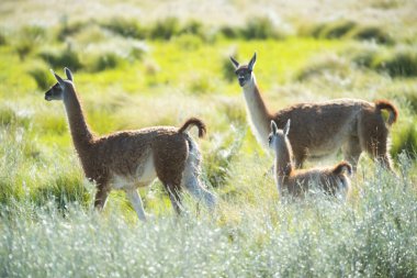 Pampas çayırlarında Guanacos, La Pampa ili, Patagonya, Arjantin.