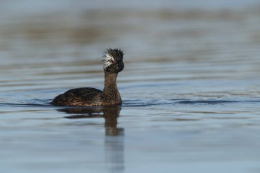 Beyaz Tuked Grebe, La Pampa Eyaleti, Patagonya, Arjantin