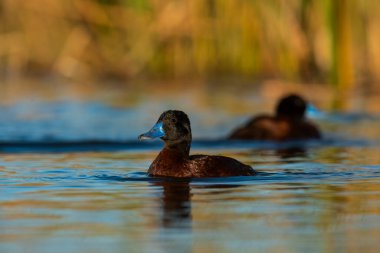 Lake Duck in Pampas Lagoon environment, La Pampa Province, Patagonia , Argentina.