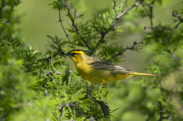 stock image Yellow Cardinal, Gubernatrix cristata, Endangered species in La Pampa, Argentina