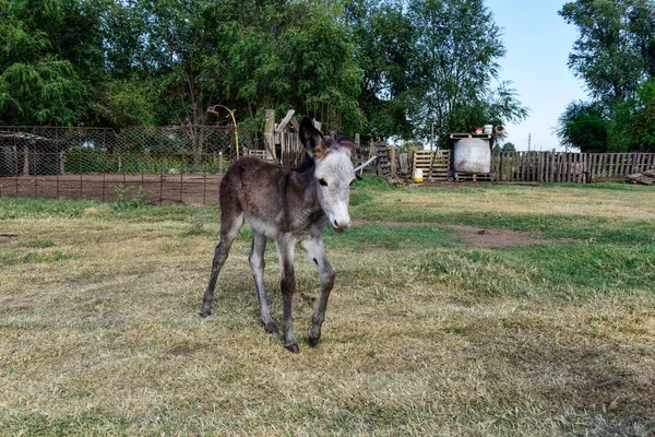 Donkey Newborn Baby Farm Argentine Countryside — Stock Photo, Image