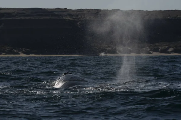 Baleines Noires Sohutern Surface Péninsule Valdes Patagonie Argentine — Photo