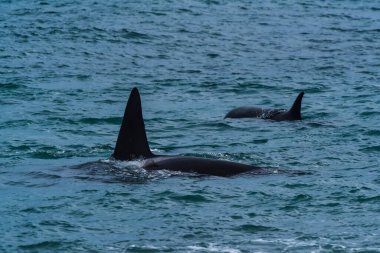 Katil Balina, Orca, deniz aslanı avlıyor, Yarımada Valdes, Patagonya Arjantin