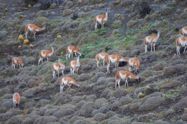 Guanacos otlatma, Torres del Paine Ulusal Parkı, Patagonya, Chil