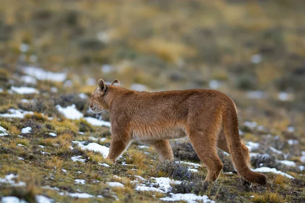 Stock image Puma walking in mountain environment, Torres del Paine National Park, Patagonia, Chile.