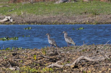 Tesisatlı aynak, Theristicus caerulescens, Pantanal, Mato Grosso, Brezilya.