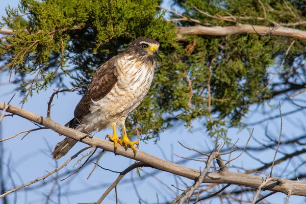 Roadside Hawk Perched Calden Forest Pampa Argentina — стоковое фото