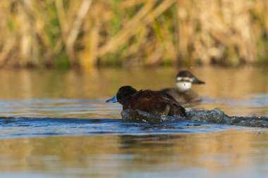 Lake Duck in Pampas Lagoon environment, La Pampa Province, Patagonia , Argentina.