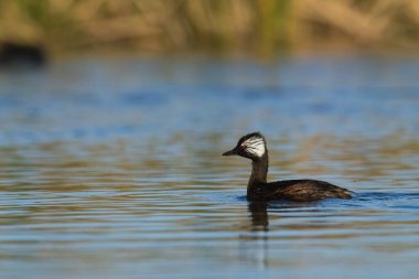 Beyaz Tuked Grebe, La Pampa Eyaleti, Patagonya, Arjantin