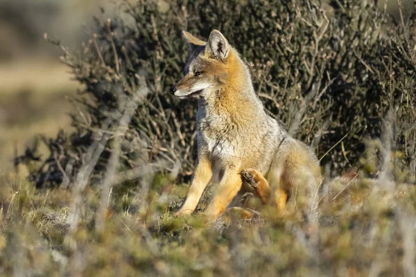 Patagonia Grey Fox Pseudalopex Griseus Parco Nazionale Torres Del Paine — Foto Stock