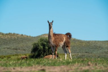 Pampas çimen ortamında Guanacos, La Pampa, Patagonya, Argen