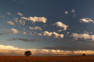 Pampas ağacı manzarası, La Pampa ili, Patagonya, Arjantin.