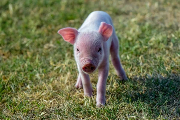 小猪新生儿 在农场里 — 图库照片