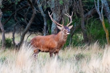 Kızıl geyik, La Pampa 'da kükreyen erkek, Arjantin, Parque Luro, Doğa Koruma Alanı