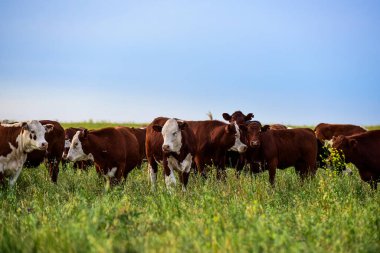 Pampas Kırsalında Sığırlar, Arjantin Et Üretimi, La Pampa, Arjantin.