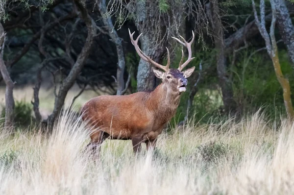 Red Deer Male Roaring Pampa Argentina Parque Luro Nature Reserve — Stock Photo, Image
