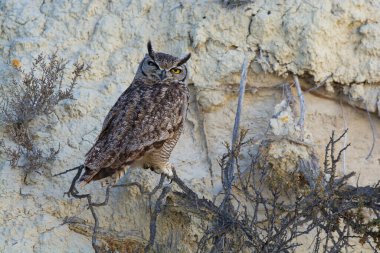Büyük Boynuzlu Baykuş, Bubo Virjinianus nacurutu, Yarımada Valdes, Patagonya, Arjantin.