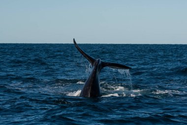 Sohutern sağ balina kuyruğu, Yarımada Valdes, Chubut, Patagonya, Arjantin